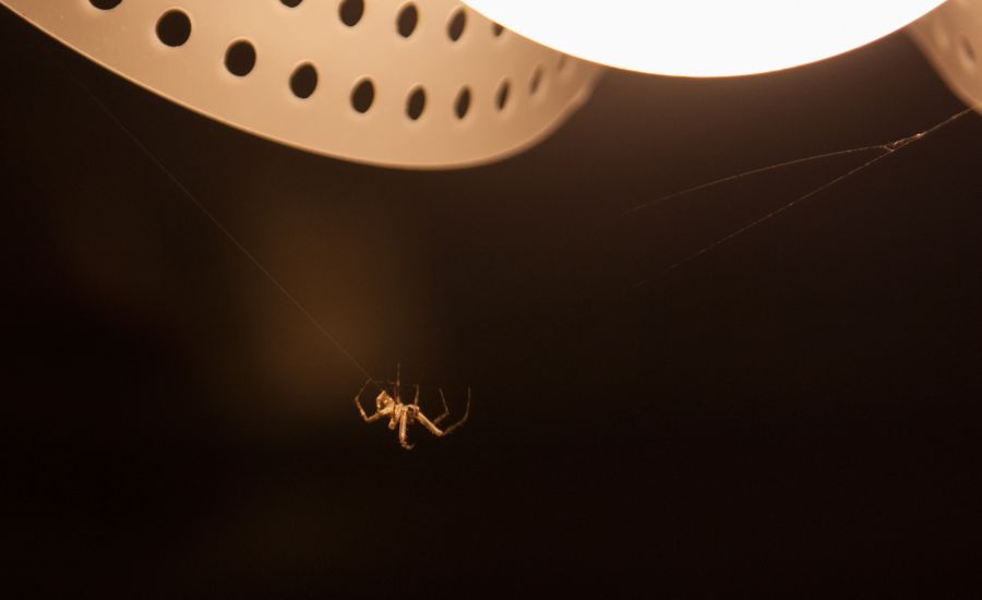 do led lights attract spiders